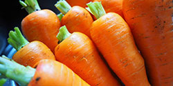 An image of carrot