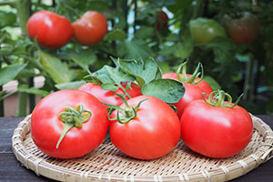 An image of momotaro tomato