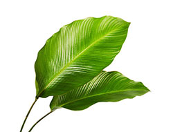 A picture of a leaf